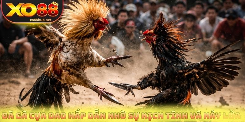 Đá Gà Cựa Dao Trực Tiếp Với Những Trận Đấu Nảy Lửa 2 Đá gà cựa dao hấp dẫn nhờ sự kịch tính và nảy lửa