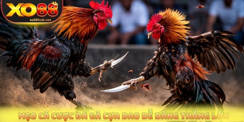 Đá Gà Cựa Dao Trực Tiếp Với Những Trận Đấu Nảy Lửa 4 Mẹo cá cược đá gà cựa dao dễ dàng thắng lớn